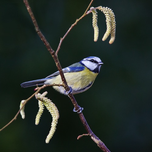 Bluetit on Hazel.jpg Bluetit on Hazel.jpg